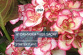 Hydrangea 'Miss Saori' | Live Starter Plant | Double-Petaled Flowers | Deciduous Shrub | Zones 5-9 | Dormant/ Cutback Plant