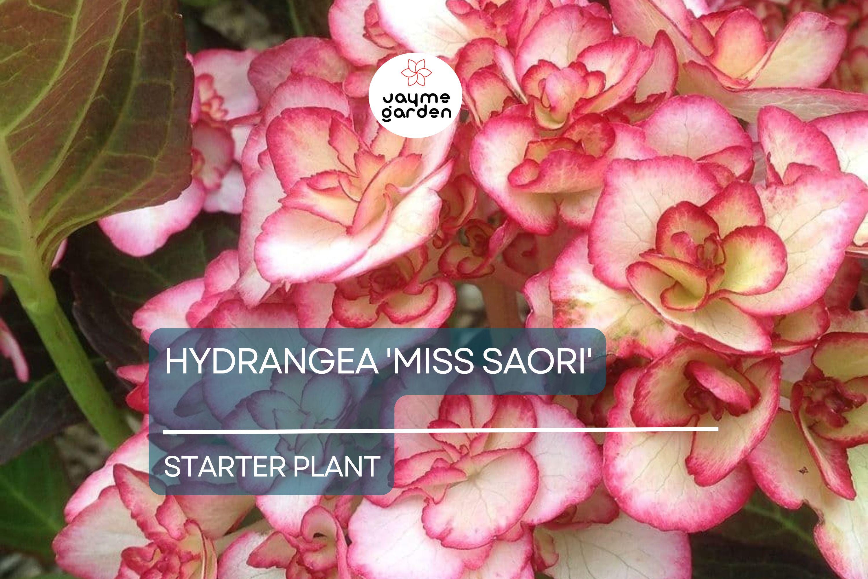 Hydrangea 'Miss Saori' | Live Starter Plant | Double-Petaled Flowers | Deciduous Shrub | Zones 5-9 | Dormant/ Cutback Plant