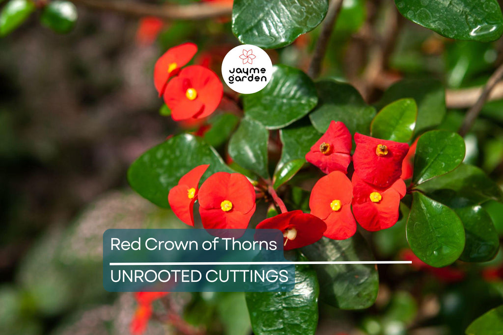 Red Crown of Thorns Cutting | Euphorbia Milii | No Roots | Easy to Grow | Drought-Tolerant | Tropical Succulent | Exotic Blooms