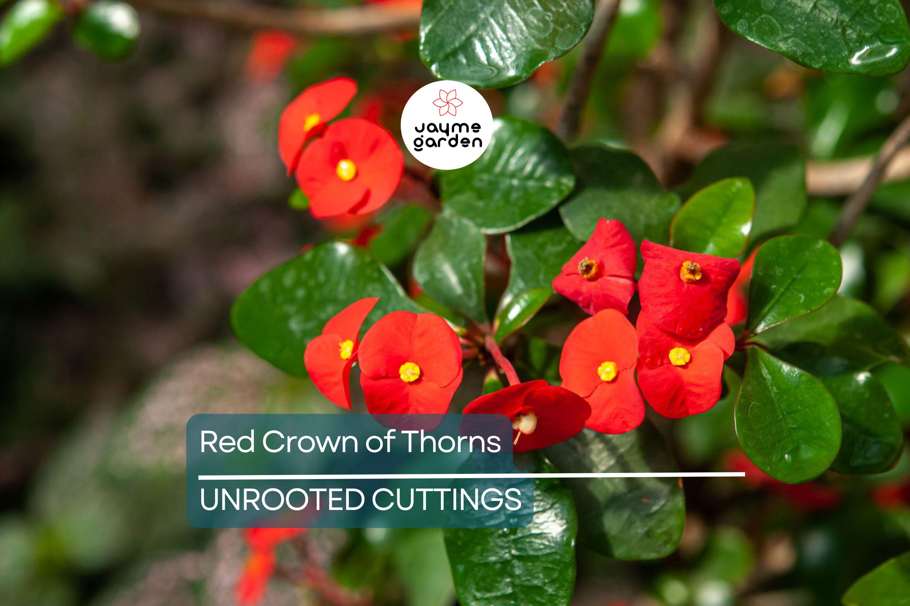 Red Crown of Thorns Cutting | Euphorbia Milii | No Roots | Easy to Grow | Drought-Tolerant | Tropical Succulent | Exotic Blooms