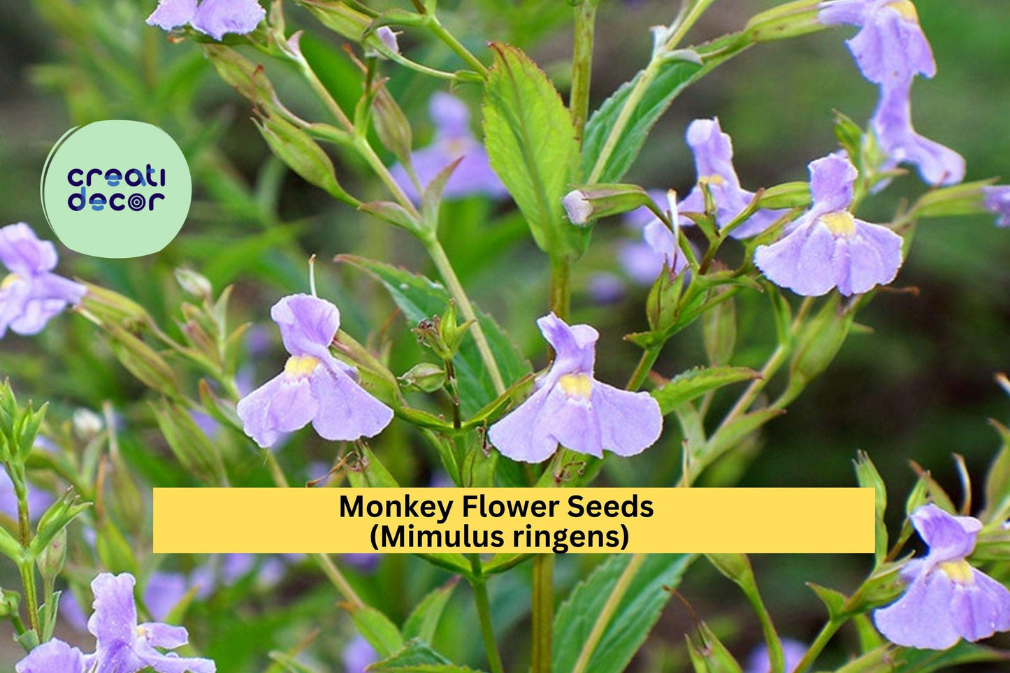 Monkey Flower Seeds (Mimulus ringens) – 5000 Seeds – Purple Native Perennial for Wetland, Pond Edge, and Pollinator Gardens
