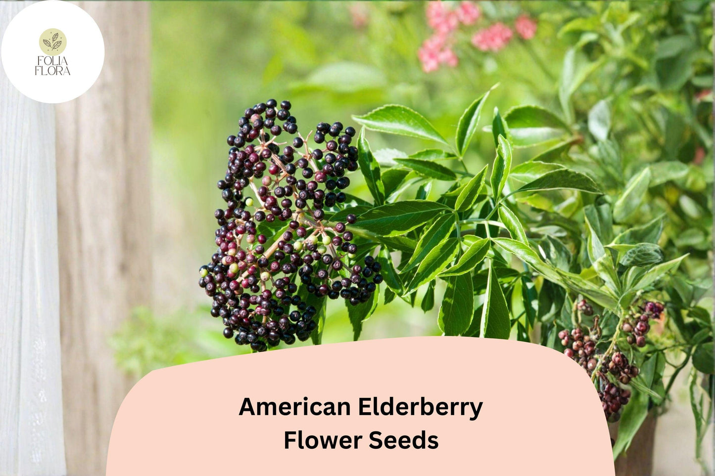 American Elderberry Seeds – 50 Sambucus canadensis | Native Flowering Shrub | Wildlife Garden & Landscape Plant