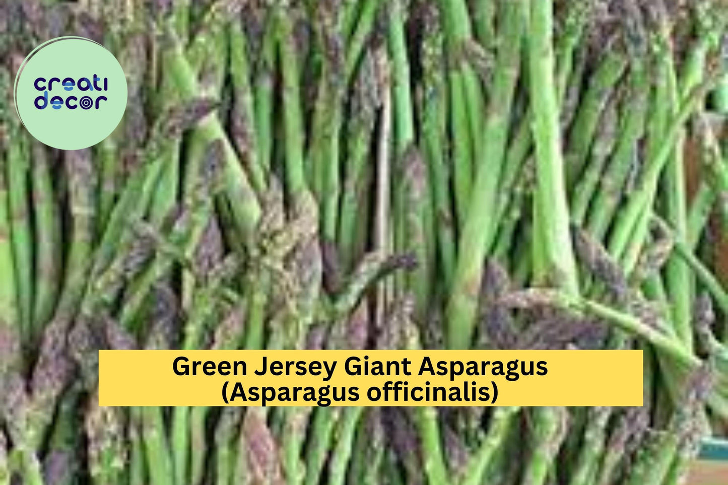 10 Green Jersey Giant Asparagus Crowns – Asparagus officinalis – 2-Year Bare Root Plants, Heirloom Variety for Garden Growing