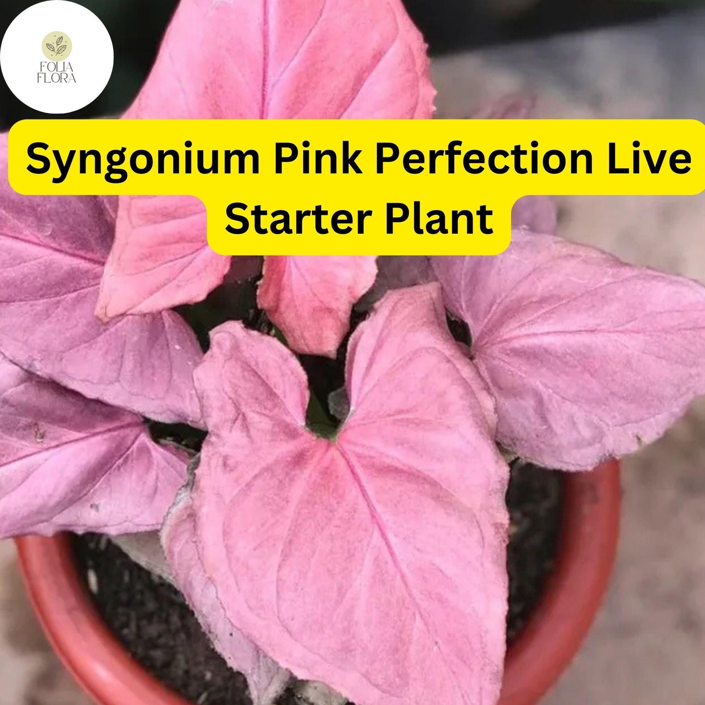 1 Syngonium podophyllum 'Pink Perfection' - Live Arrowhead Plant in 4" Pot - Rare Pink Houseplant