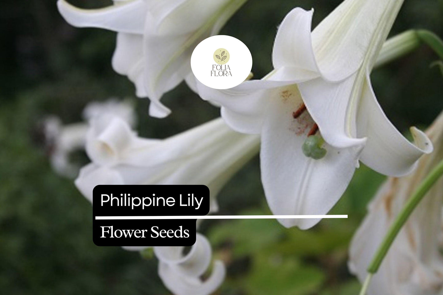 25 Philippine Lily Seeds | Rare White Lilium philippinense | Fragrant Blooms | Tropical Garden Flower | Easy to Grow Seeds