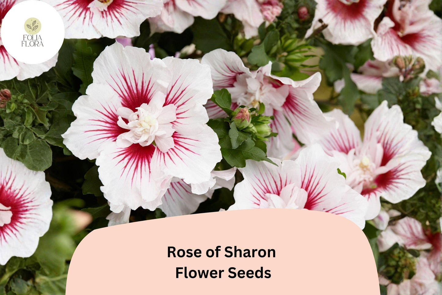 Rose of Sharon Seeds – 10 Hibiscus syriacus | Shrub Althea Hardy Hibiscus