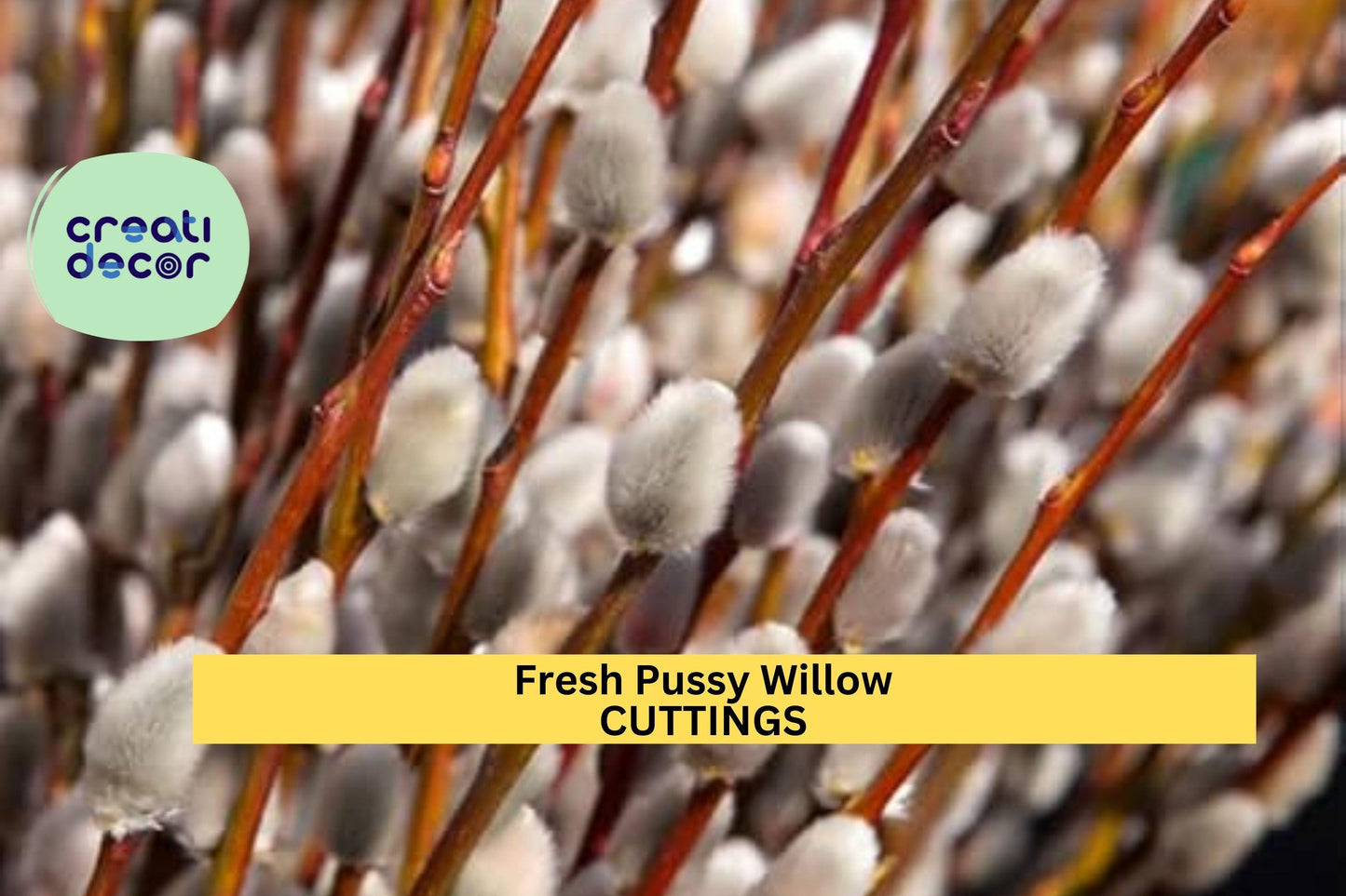 10 Pussy Willow Cuttings | Fresh Unrooted Stems | Easy to Root Shrub | Salix Starter for Garden, Crafts or Floral Displays