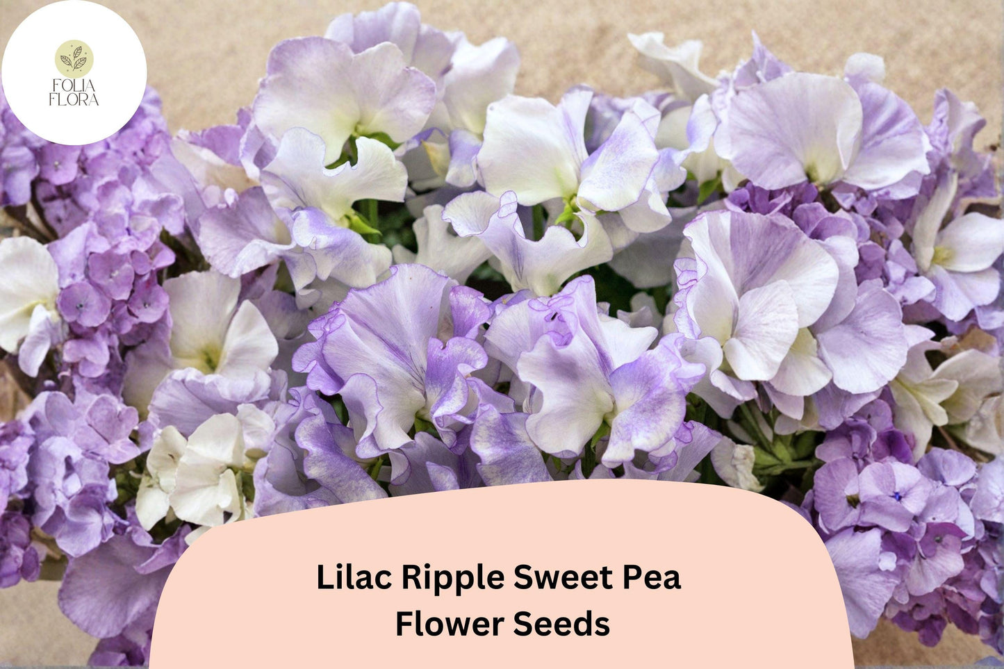 Lilac Ripple Sweet Pea Seeds | Lathyrus odoratus Vine Lilac Purple Flowers Garden (50+ Seeds)