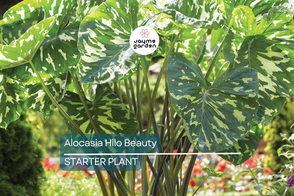 Alocasia Hilo Beauty Starter Plant (1'-2') | Tropical Indoor/Outdoor Plant | Low-Maintenance Houseplant for Humid Environments
