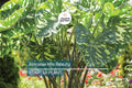 Alocasia Hilo Beauty Starter Plant (1'-2') | Tropical Indoor/Outdoor Plant | Low-Maintenance Houseplant for Humid Environments
