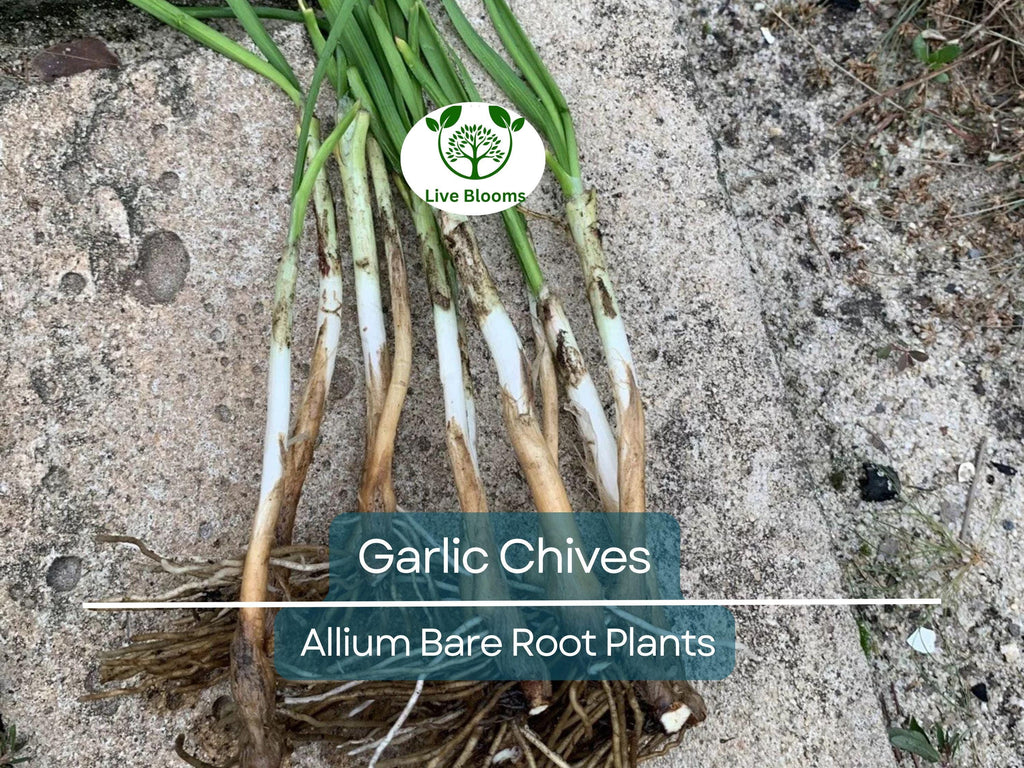 50 Garlic Chives Plants - Live Bare Root Organic Leek - Allium tuberosum, Edible Perennial Herb, Non-GMO, Hardy Garden Starter
