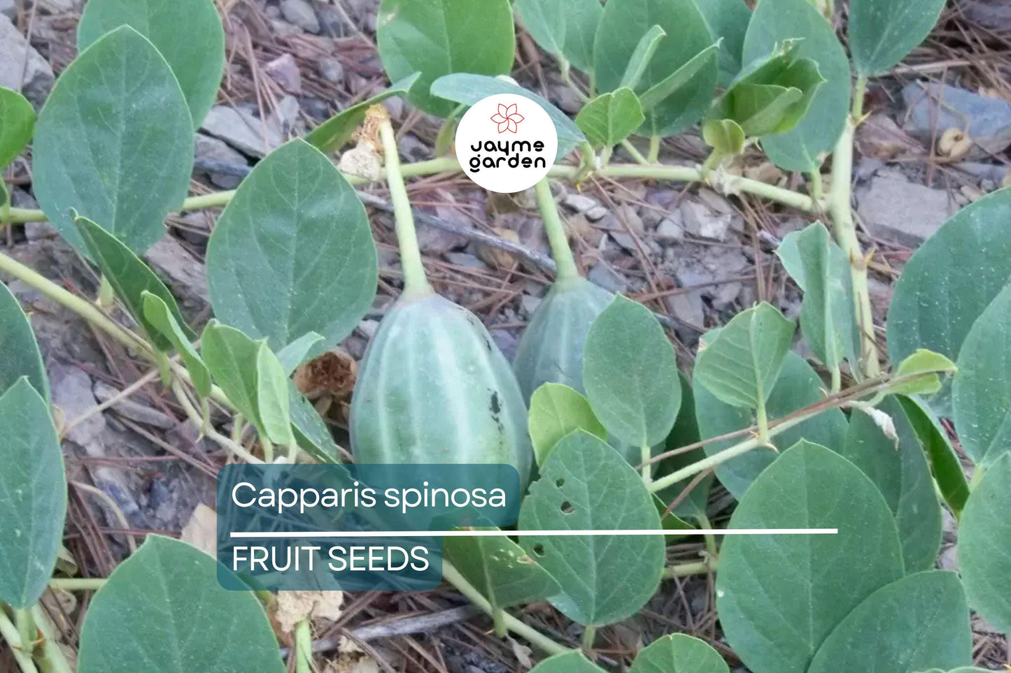 50 Caper Seeds (Capparis spinosa) - Non-GMO | Grow Your Own Caper Bush | Edible Buds & Berries | Perennial Herb | Free Shipping
