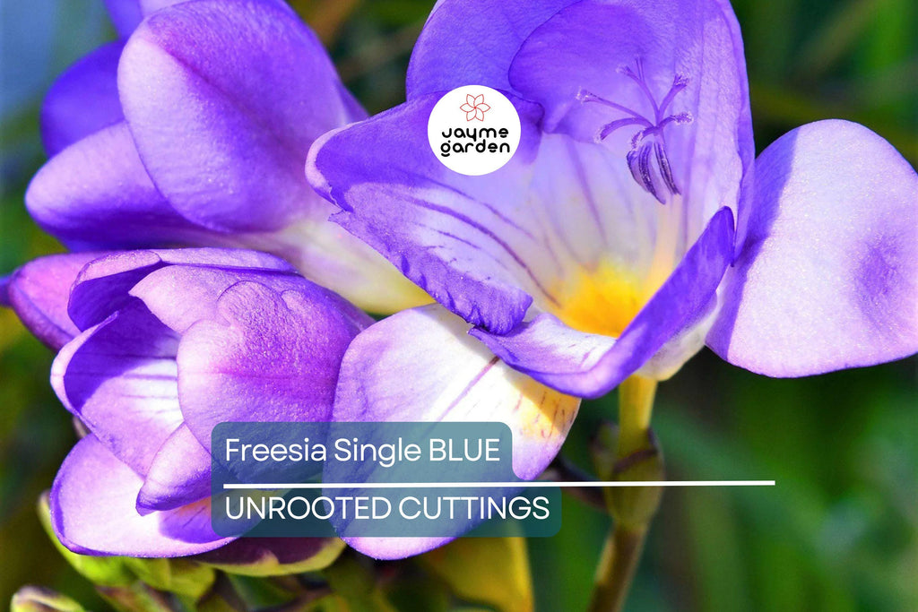 Freesia Single Blue Bulbs - 5 Fragrant Flower Bulbs, Violet-Blue Blooms, Perfect for Gardens & Containers, USDA Zones 9-10