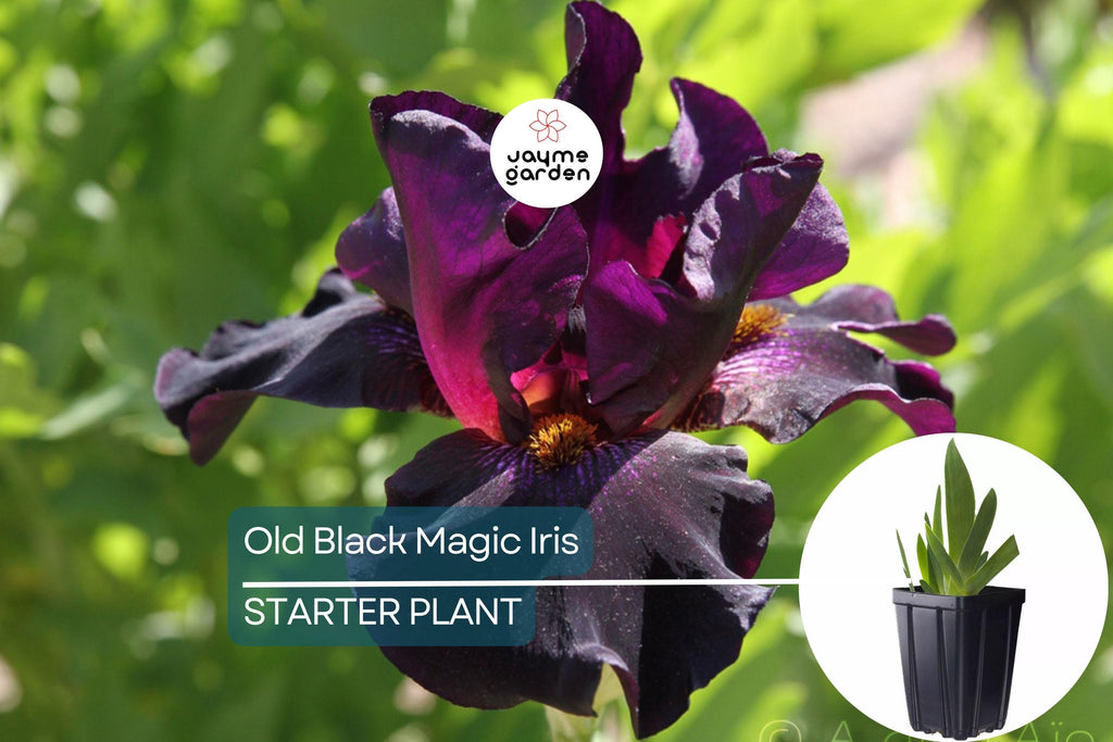 Old Black Magic Iris – Quart Pot | Fragrant Black Flowers | Hardy Perennial | Zones 3-10
