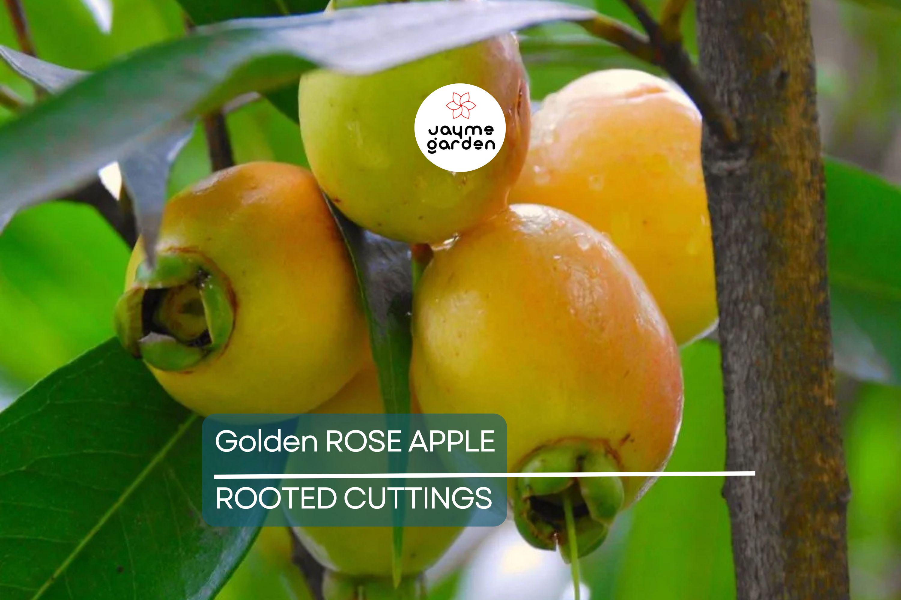 Golden Rose Apple Tree - Syzygium Jambos - Tropical Fruit Seedling, 4”+ Tall, Fast-Growing, Ready to Plant