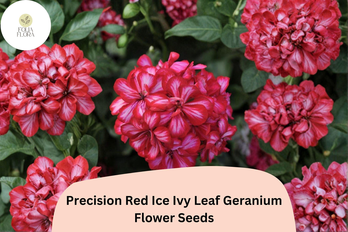 25+ Precision Red Ice Ivy Leaf Geranium Seeds | Trailing Red & White Geranium | Hanging Basket and Garden Plant
