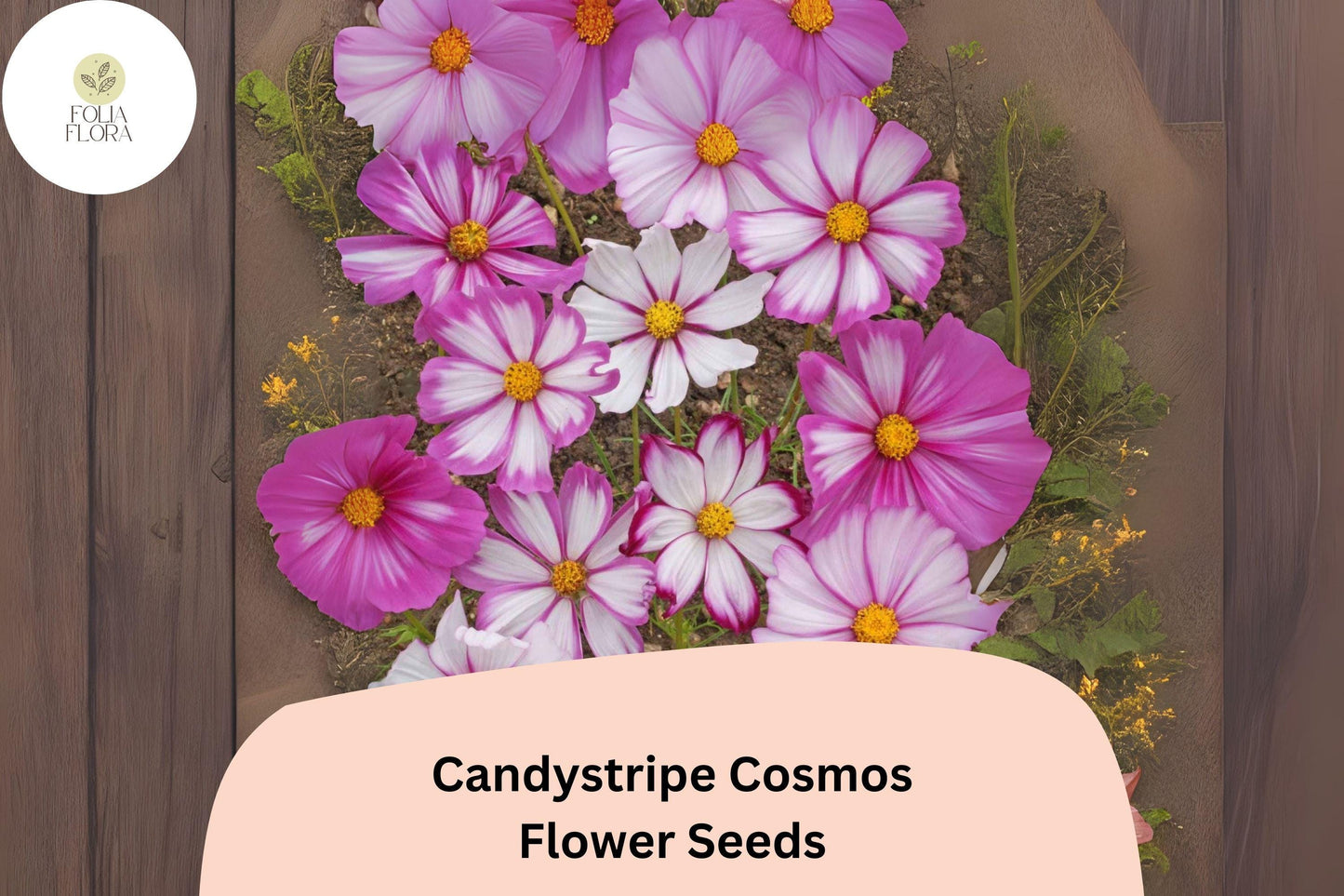 200+ Candystripe Cosmos Seeds | Cosmos Bipinnatus Pink White Bicolor Garden Flowers