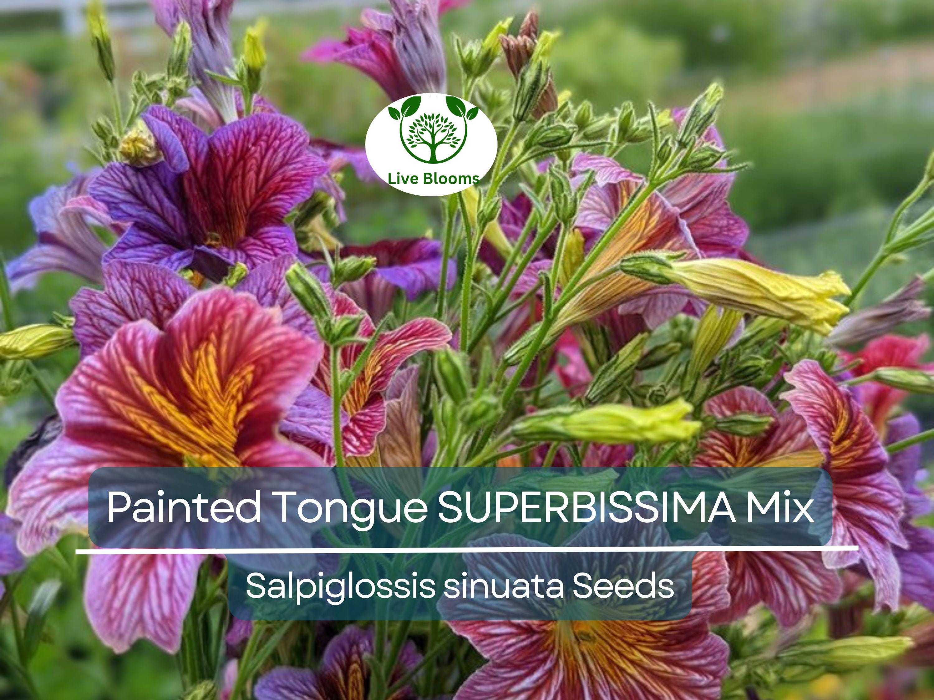 300 Seeds Painted Tongue SUPERBISSIMA Mix, HEIRLOOM Salpiglossis, Non-GMO, Vibrant Colors, Annual Flower, Pollinator-Friendly
