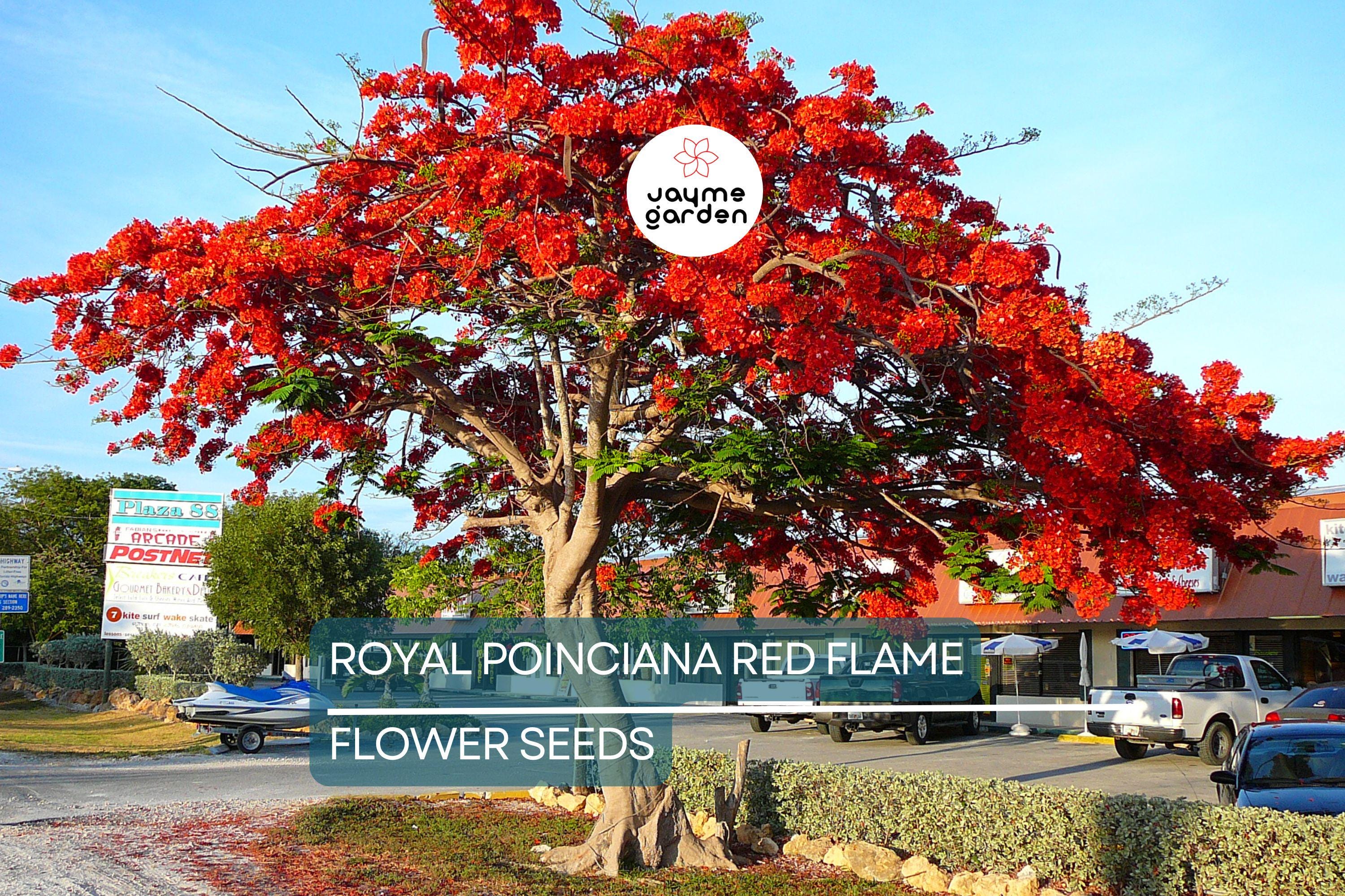 5 Royal Poinciana Seeds (Delonix Regia) – Red Flame Tree, Tropical Ornamental