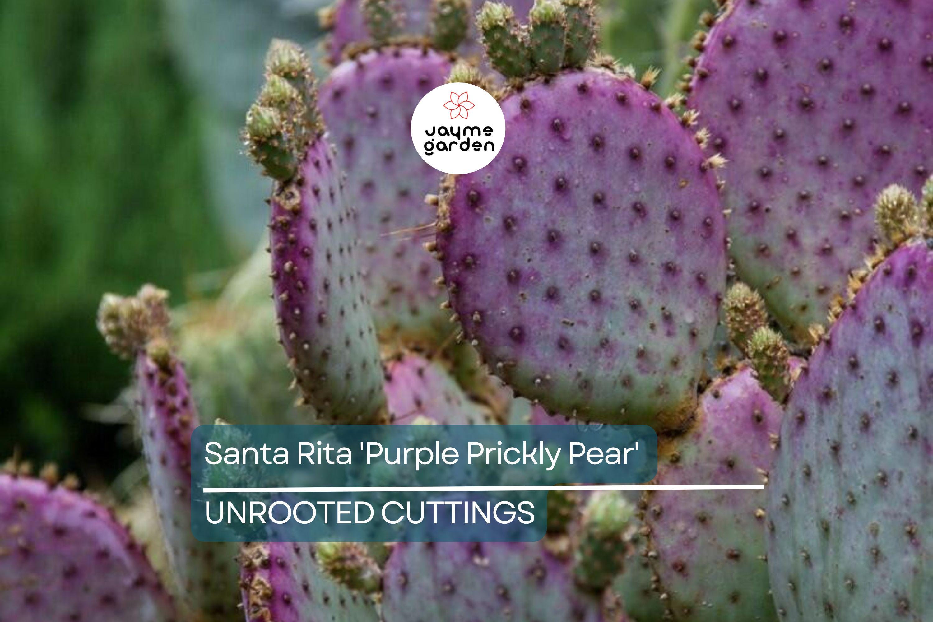 Santa Rita Purple Prickly Pear Cutting (6") | Color Shifts Green to Purple | Beautiful Yellow Blooms | Unrooted Starter
