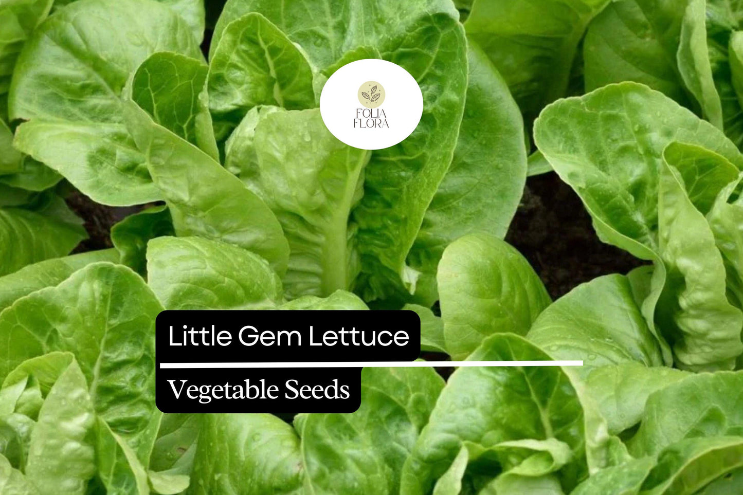 1000 Little Gem Lettuce Seeds – Lactuca sativa – Sweet Mini Romaine, Crisp Texture, Heirloom, Non-GMO, Compact Growth, Easy to Grow
