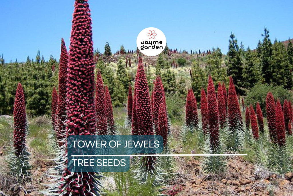 20 Tower of Jewels Seeds (Echium wildpretii) – 7 Ft Tall Hummingbird Flower, Rare Pink-Red Blooms for Garden