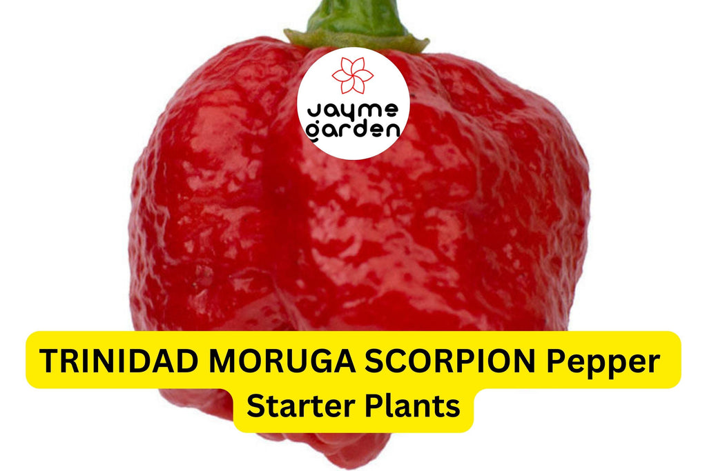 3 Trinidad Moruga Scorpion Pepper Starter Plants - Super Hot Chili - Extreme Heat for Gardens, Containers & Spicy Recipes