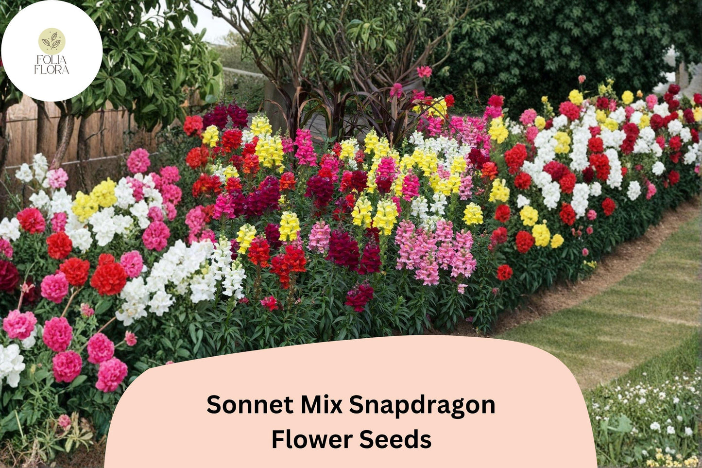 1000+ Sonnet Mix Snapdragon Seeds | Antirrhinum majus | Colorful Garden Flowers for Beds, Borders