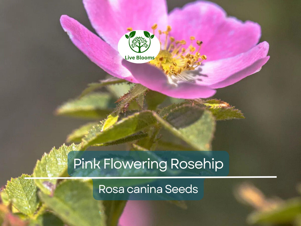 35 Rosa Canina Seeds - Pink Flowering Rosehip Rose Bush (Rosa canina) - Hardy, Fragrant, Perennial, Ideal for Gardens, Hips for Tea & Jam