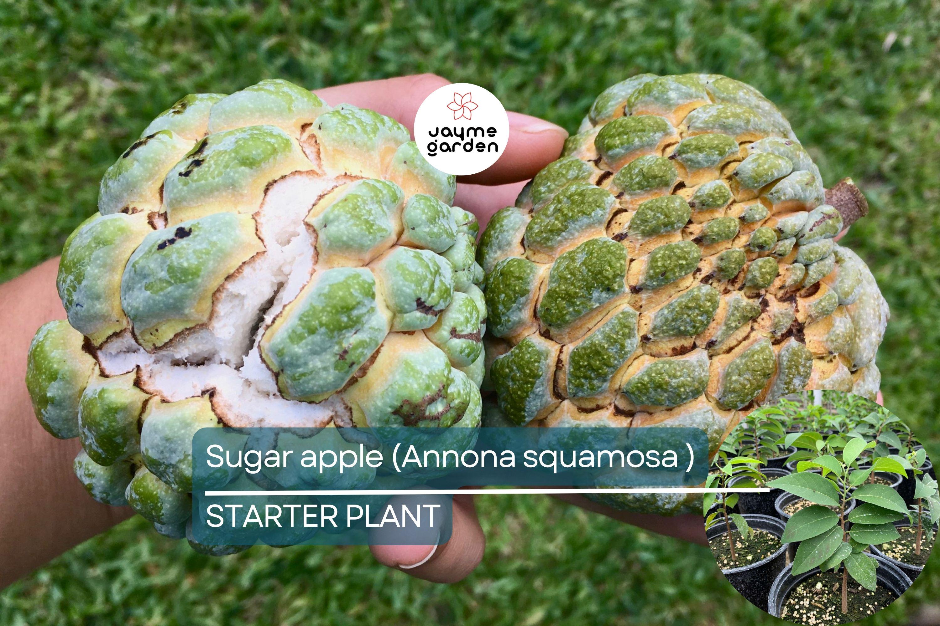 1 Sugar Apple Tree 12″-24″ Live Tropical Fruit Tree | Sweet Annona squamosa | Grow Exotic Custard Apple in Your Garden or Patio