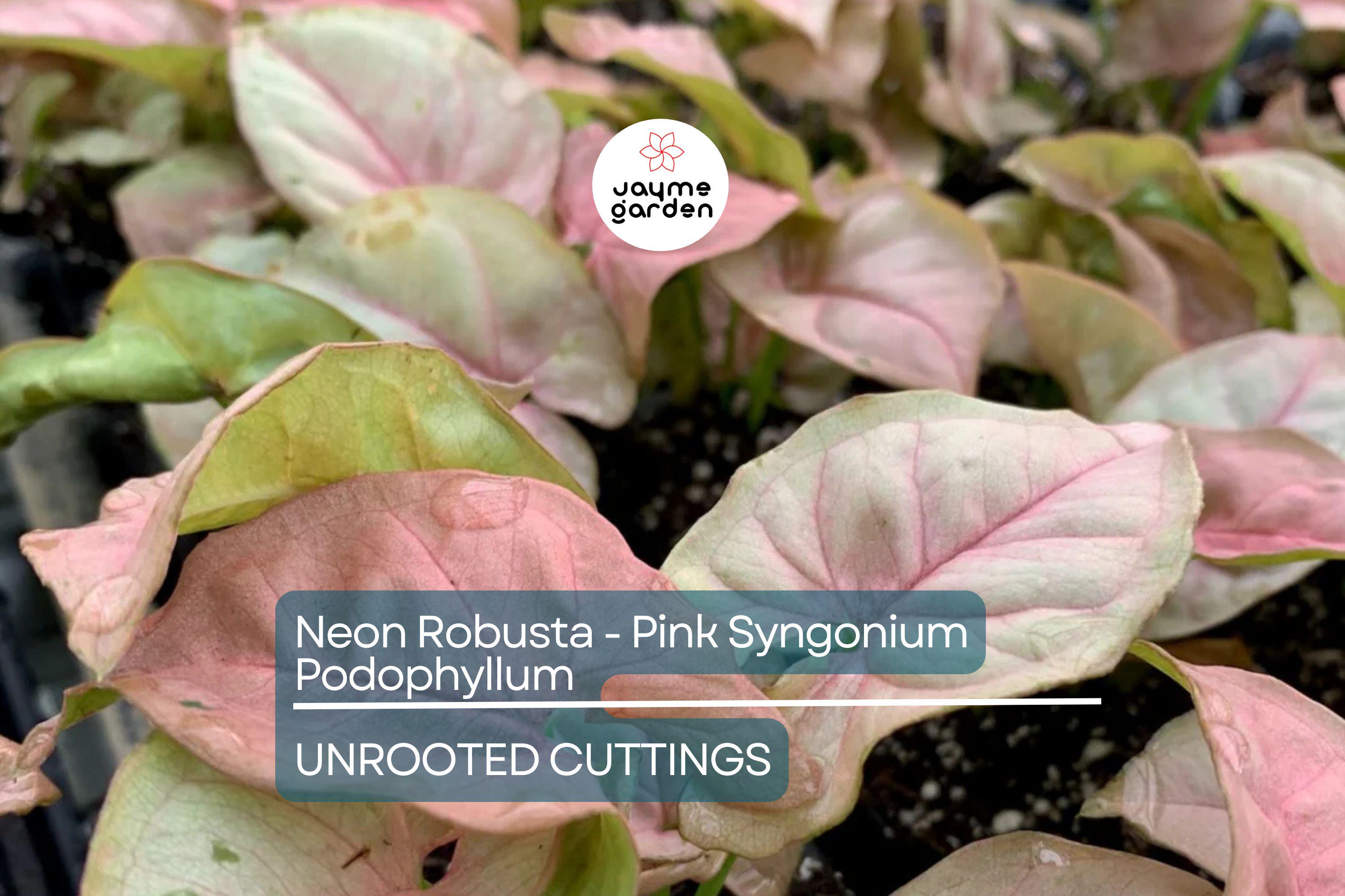 Neon Robusta Pink Syngonium Podophyllum - 6" Arrowhead Vine Philodendron Starter Cutting, Easy Houseplant