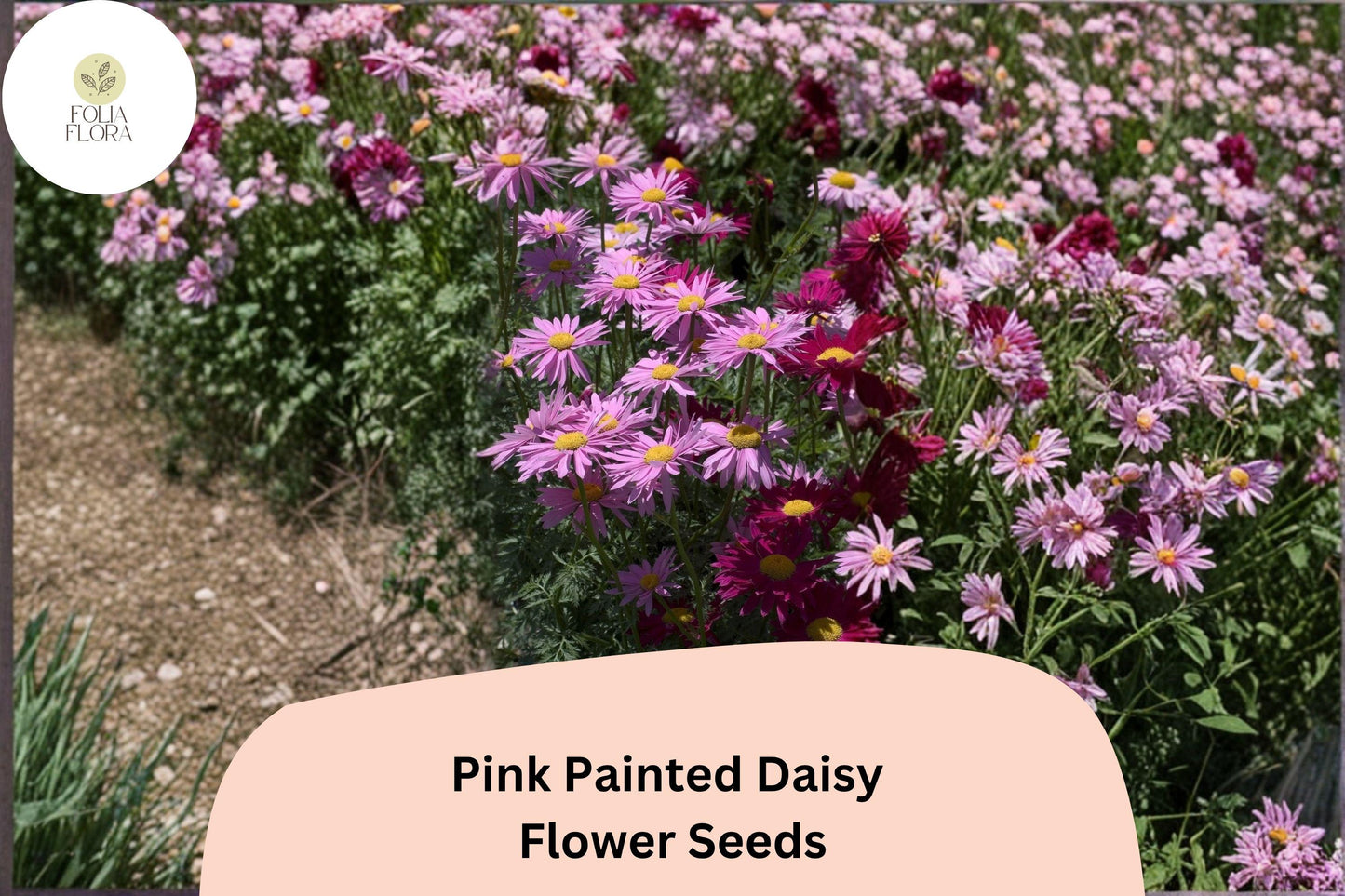 200+ Pink Painted Daisy Seeds | Tanacetum coccineum | Bright Perennial Flower | Pink Garden Blooms