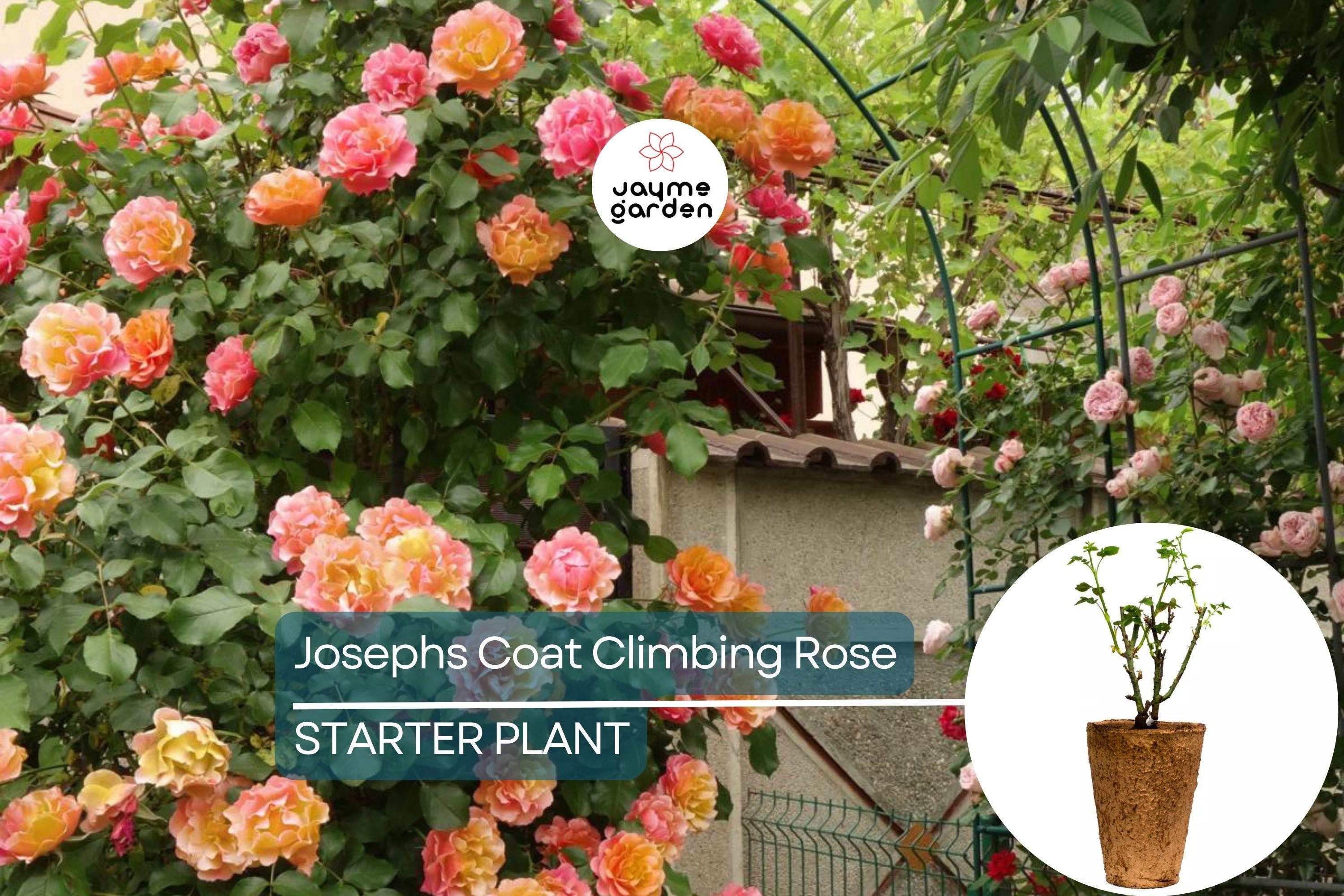Joseph's Coat Climbing Rose – 1.5 Gal Pot | Vibrant Pink, Yellow & Orange Flowers | Own Root | Fragrant, Hardy Zones 5-9 | 10-12' Tall