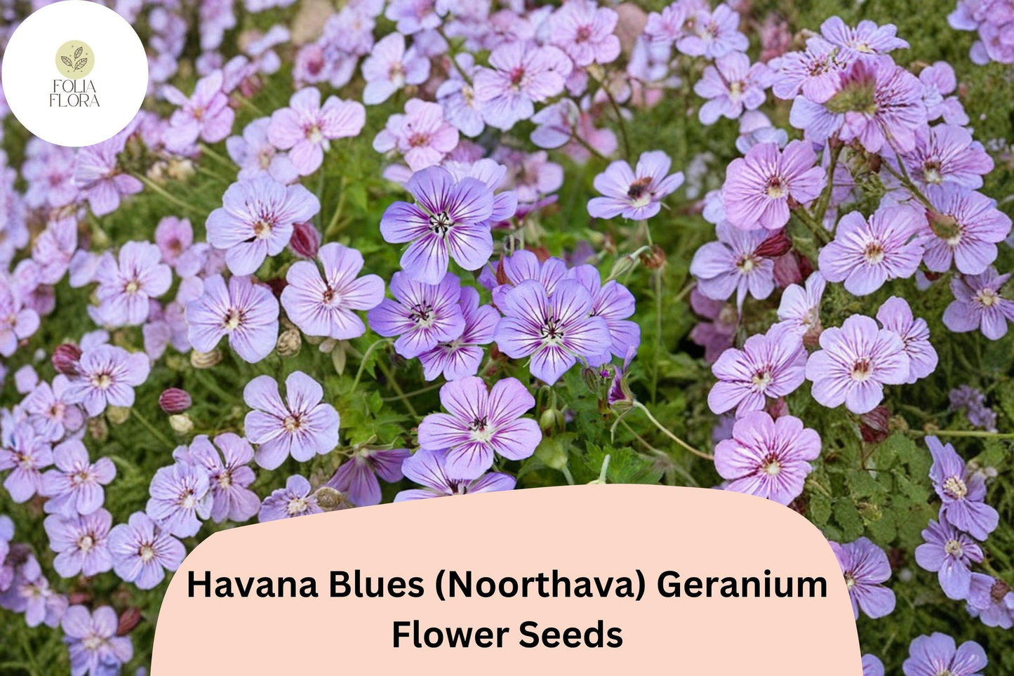 25+ Havana Blues (Noorthava) Geranium Seeds | Purple-Blue Hardy Perennial | Garden Flower Seeds