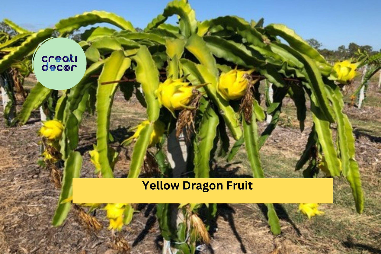 Yellow Dragon Fruit Plant | Hylocereus megalanthus Live Starter | Tropical Cactus Vine for Outdoor Garden or Container Growing