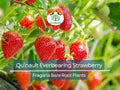 10 Quinault Everbearing Strawberry Plants - Bare Root - Fragaria × ananassa - Sweet, Juicy, Heirloom, Non-GMO, Easy to Grow