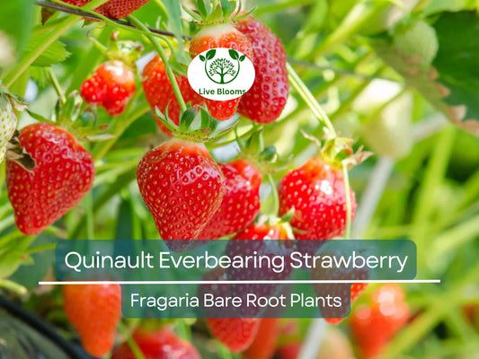 10 Quinault Everbearing Strawberry Plants - Bare Root - Fragaria × ananassa - Sweet, Juicy, Heirloom, Non-GMO, Easy to Grow