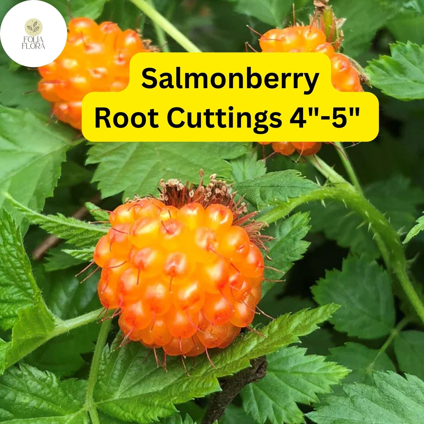 5 Salmonberry Root Cuttings 4"-5", Live Plants Rhizomes, Rubus spectabilis, Organic Perennial, Edible Berries