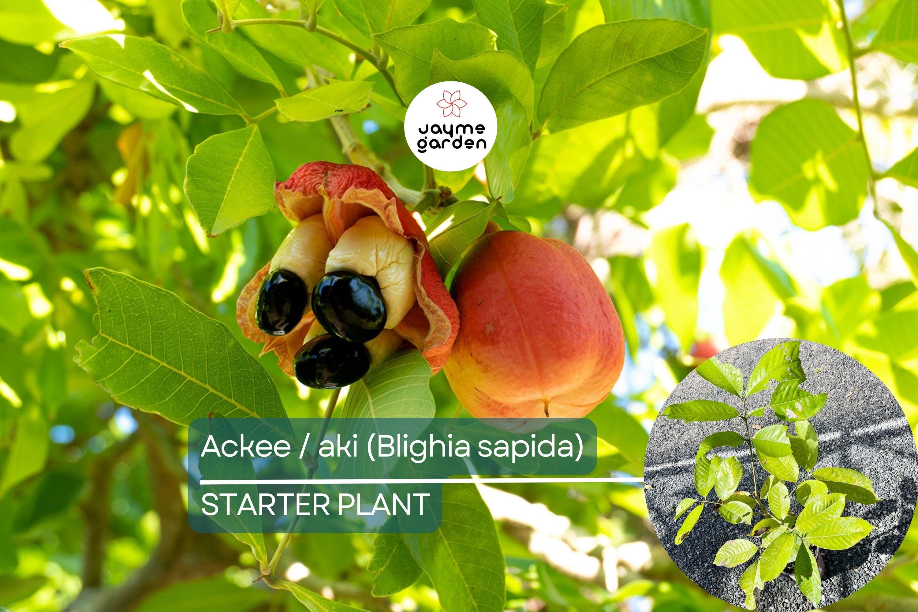 Ackee Starter Plant (Blighia sapida) Live Tropical Fruit Tree 12”-24” | Caribbean Culinary Treasure | Grow Your Own Exotic Tree