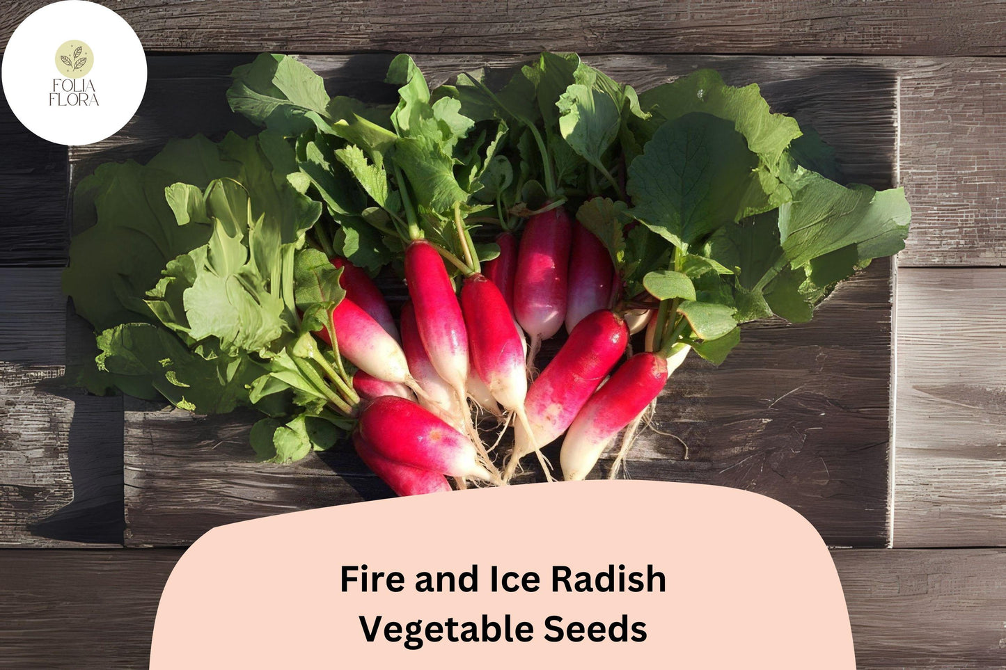500+ Fire and Ice Radish Seeds | Red & White Bicolor Radishes for Garden Planting