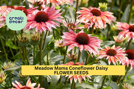 200+ Meadow Mama Coneflower Seeds – Unique Pink & White Petals for Garden Planting, Drought-Tolerant Pollinator Flowers – USA