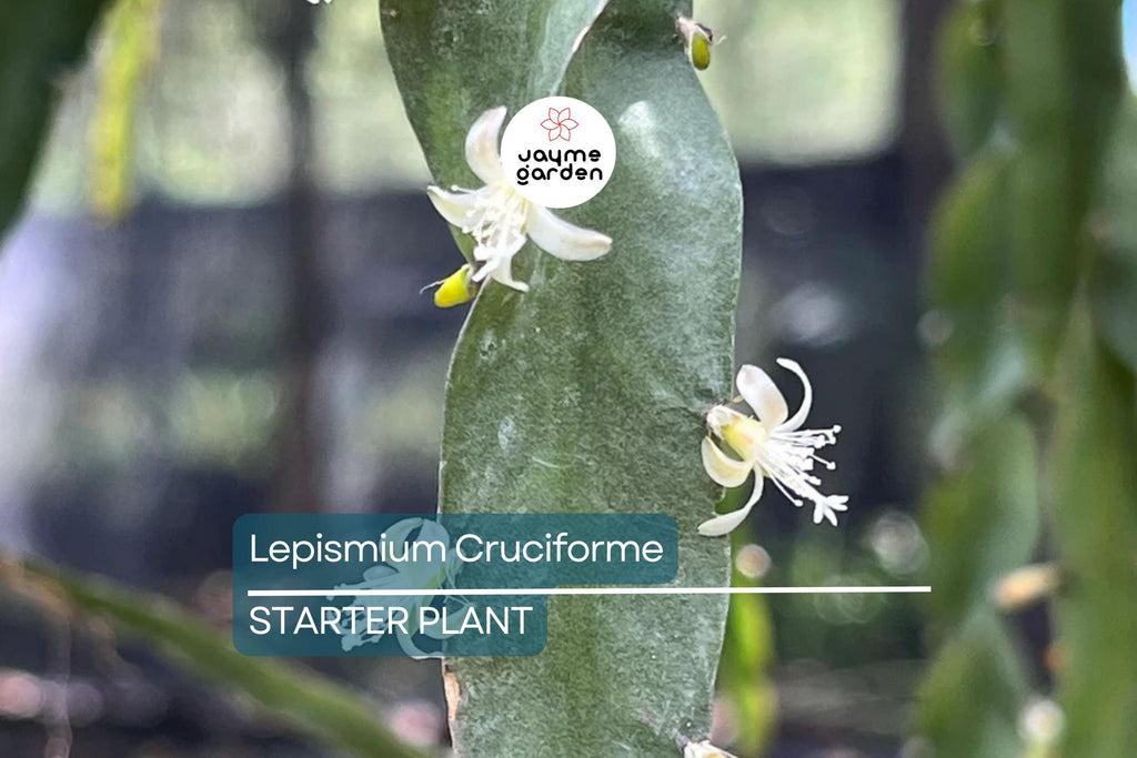 Lepismium cruciforme Super Red Clone | Jungle Cactus Cutting with Pink Flowers & Red Fruits | Rare Hanging Succulent