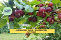 12 Jostaberry ORUS 8 Cuttings | Gooseberry Currant Hybrid Bush Starters | Unrooted Set for Growing Berry Plants | USA Seller