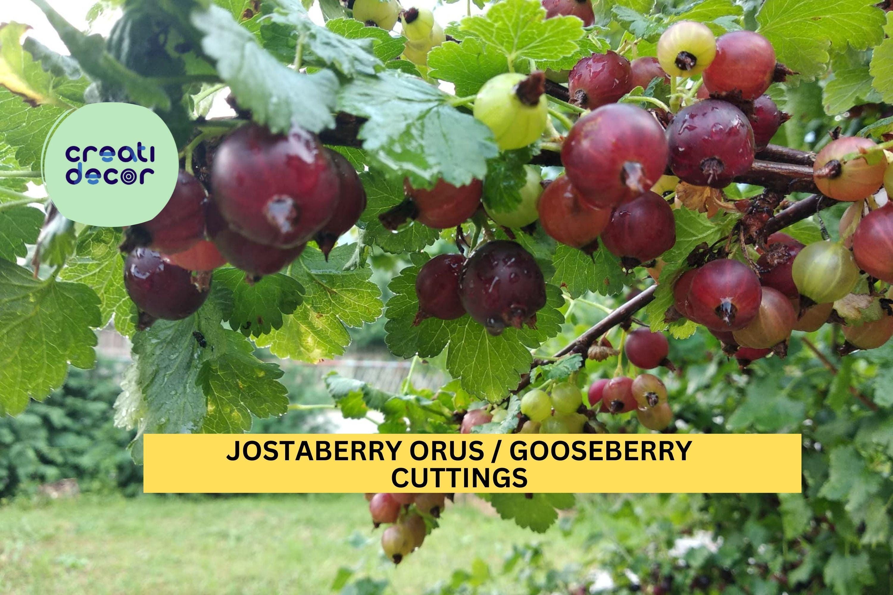 12 Jostaberry ORUS 8 Cuttings | Gooseberry Currant Hybrid Bush Starters | Unrooted Set for Growing Berry Plants | USA Seller