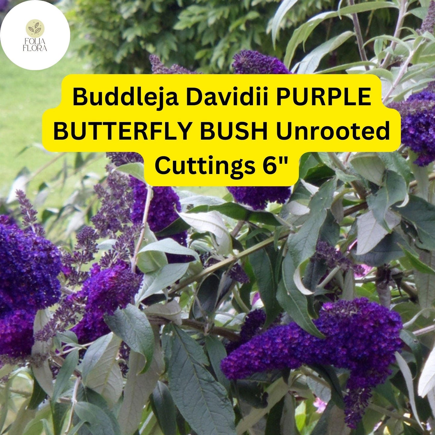 Buddleja Davidii | Purple Butterfly Bush | 7 Live 6” Unrooted Cuttings | Fast-Growing, Fragrant, Pollinator-Friendly Shrub