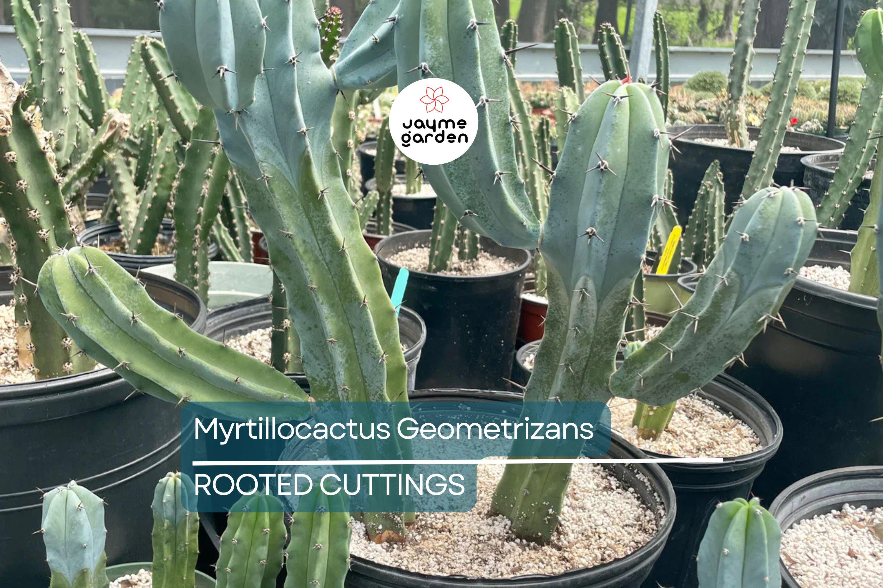 Myrtillocactus Geometrizans Rooted Cutting - 10-12" Tall, Prominent Black Spines, Blue Candle Cactus