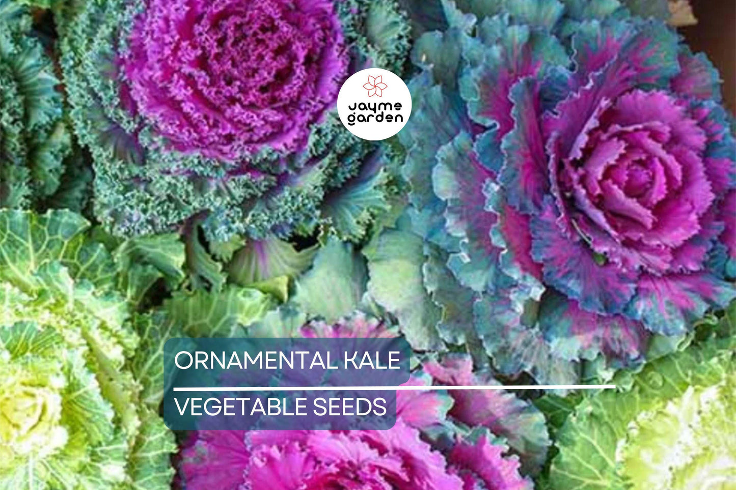 50 Ornamental Kale Seeds – Non-GMO Heirloom, Free Shipping, Decorative Garnish