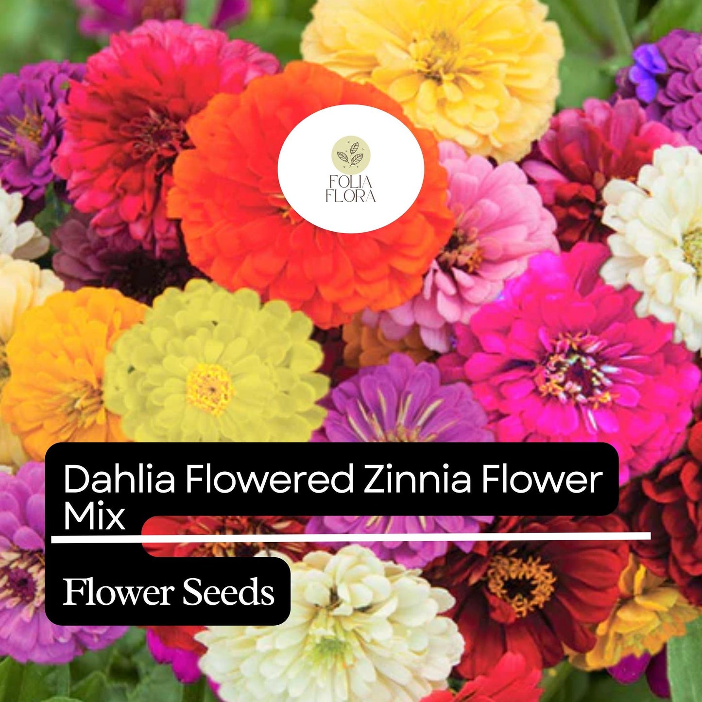 100 Dahlia Flowered Zinnia Seeds – Zinnia elegans – Large, Vibrant Blooms, Pollinator-Friendly, Easy to Grow