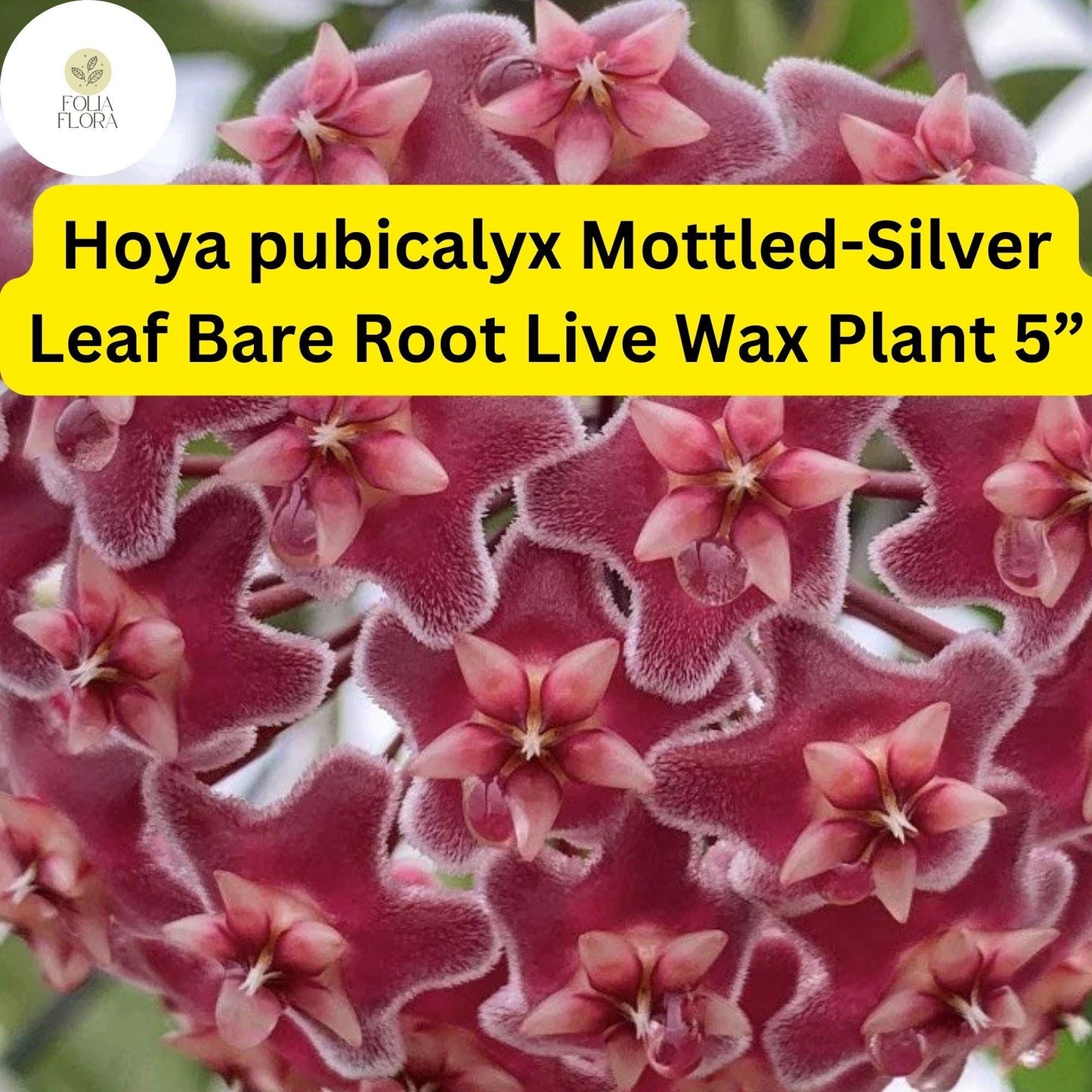 1 Hoya pubicalyx Mottled-Silver Leaf - Bare Root Live Wax Plant 5” - Tropical Vining Houseplant