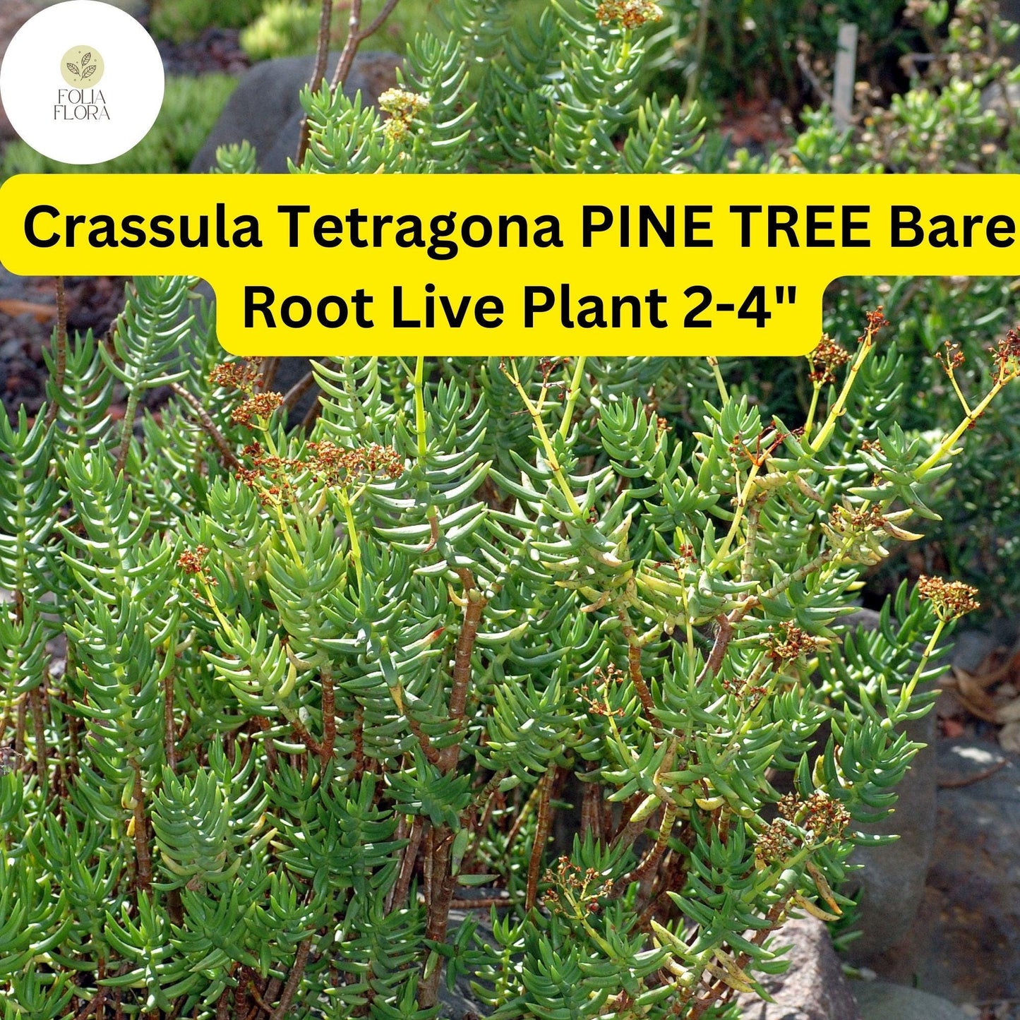Crassula Tetragona ‘Pine Tree’ | 1 Live 2-4" Bare Root Succulent | Mini Pine-Like Growth, Drought-Tolerant, Easy-Care Houseplant